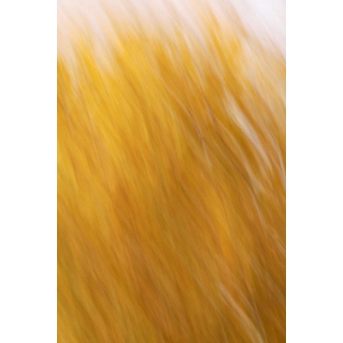 New Mexico Abstract of blurred cottonwood trees